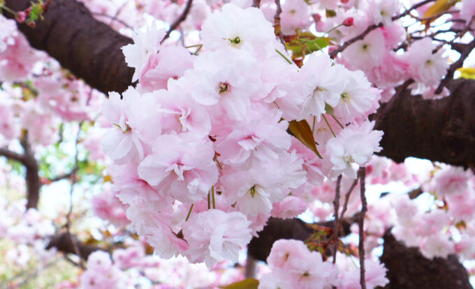 2024年の桜の開花はいつ？大阪の桜名所3選＆穴場な桜名所3選をご紹介！