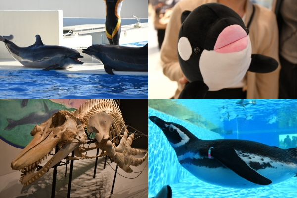 【Experience Report! Full of Photos!】Enjoy Cute Penguins, Seals, and Dolphins! Even a Restaurant with Orcas! A Guide to Kobe Suma Sea World 【Part 2】