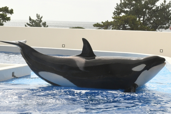 [Day Trip Plan] Fun for Both Kids and Adults! Discover the Charms of Kobe Suma Sea World, Just a Short Trip from Osaka